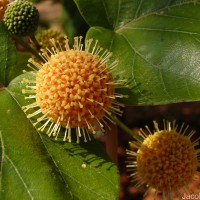 Adina cordifolia (Roxb.) Brandis